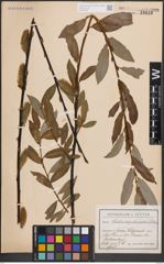 Foto von Salix daphnoides Vill.